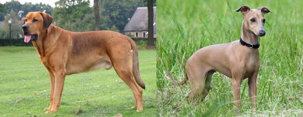 Italian Greyhound vs Broholmer - Breed Comparison