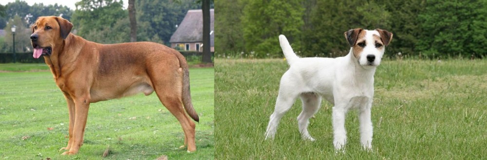 Jack Russell Terrier vs Broholmer - Breed Comparison