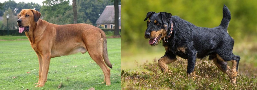 Jagdterrier vs Broholmer - Breed Comparison