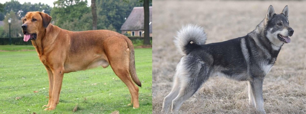 Jamthund vs Broholmer - Breed Comparison