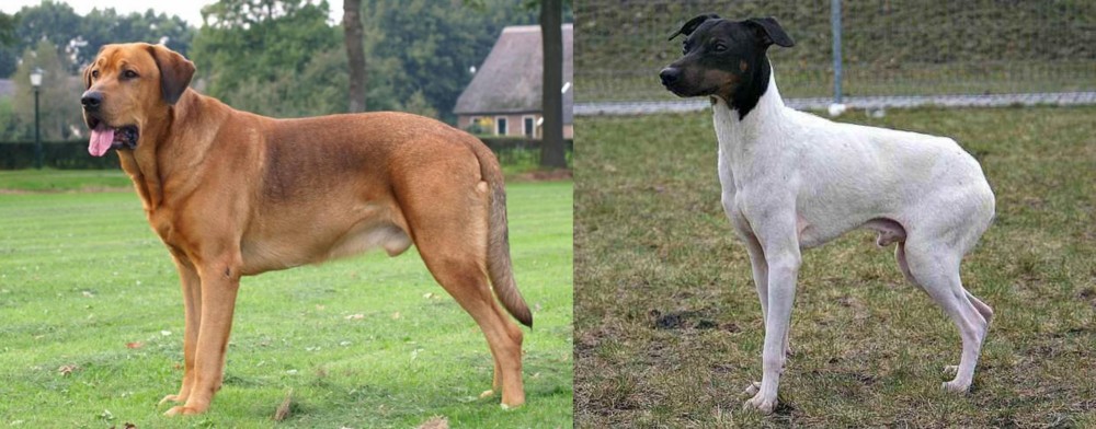 Japanese Terrier vs Broholmer - Breed Comparison