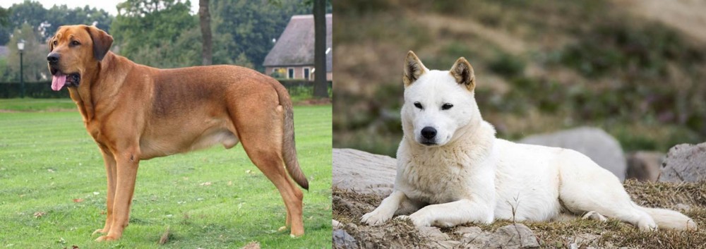 Jindo vs Broholmer - Breed Comparison