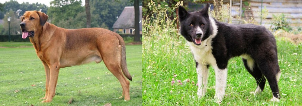 Karelian Bear Dog vs Broholmer - Breed Comparison