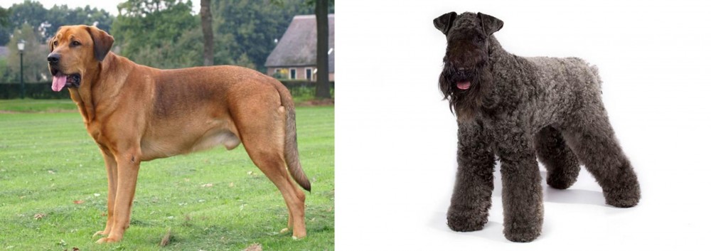 Kerry Blue Terrier vs Broholmer - Breed Comparison