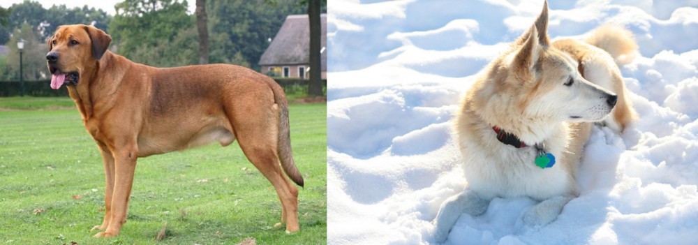 Labrador Husky vs Broholmer - Breed Comparison