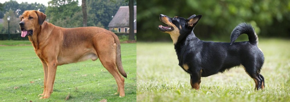 Lancashire Heeler vs Broholmer - Breed Comparison