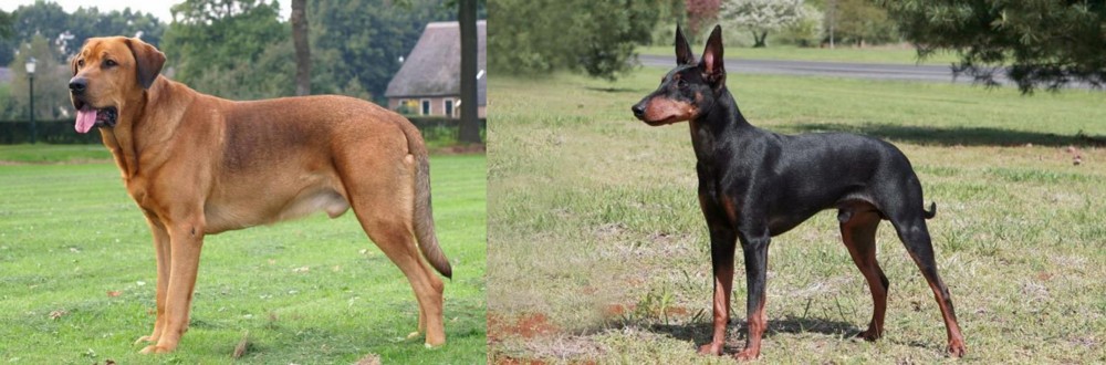 Manchester Terrier vs Broholmer - Breed Comparison