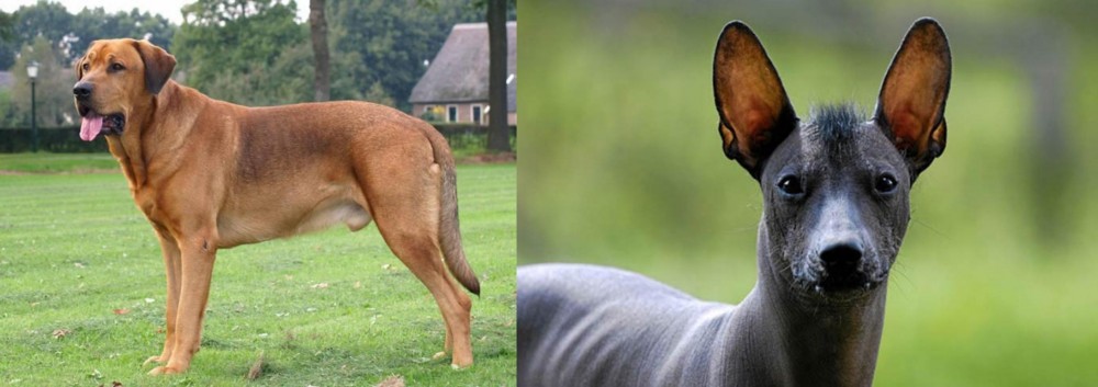 Mexican Hairless vs Broholmer - Breed Comparison