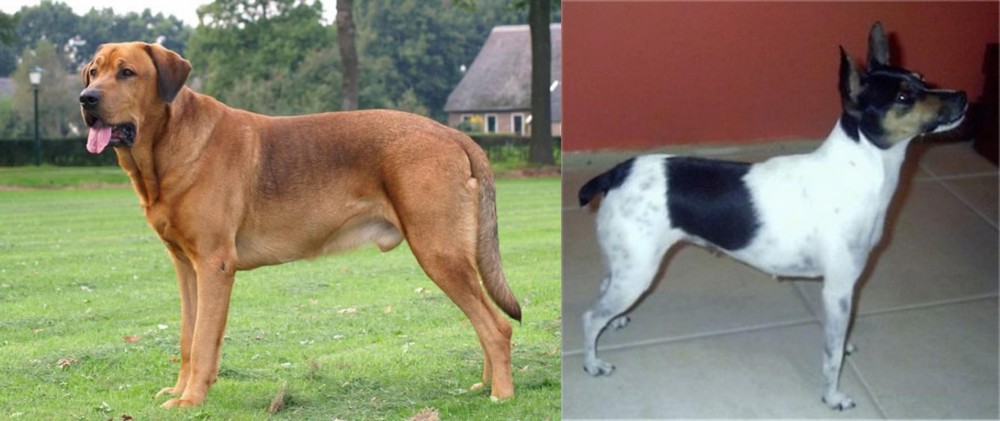 Miniature Fox Terrier vs Broholmer - Breed Comparison