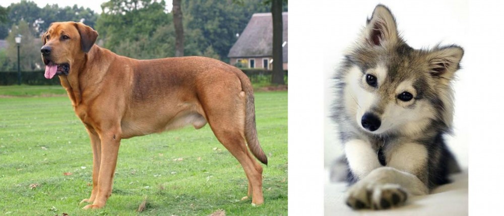 Miniature Siberian Husky vs Broholmer - Breed Comparison