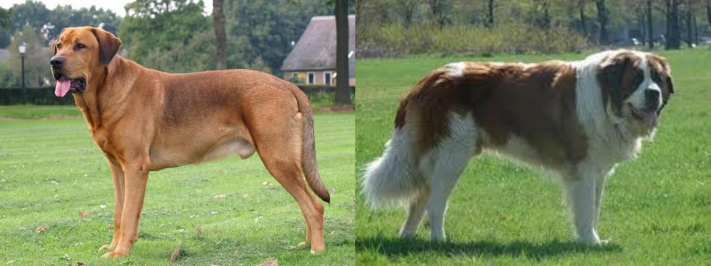 Moscow Watchdog vs Broholmer - Breed Comparison