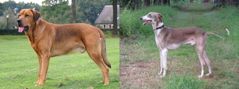 Mudhol Hound vs Broholmer - Breed Comparison