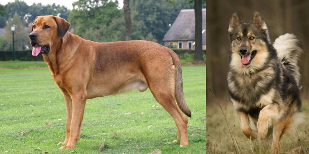 Native American Indian Dog vs Broholmer - Breed Comparison