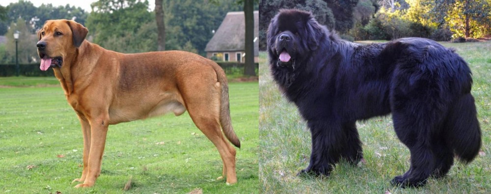 Newfoundland Dog vs Broholmer - Breed Comparison