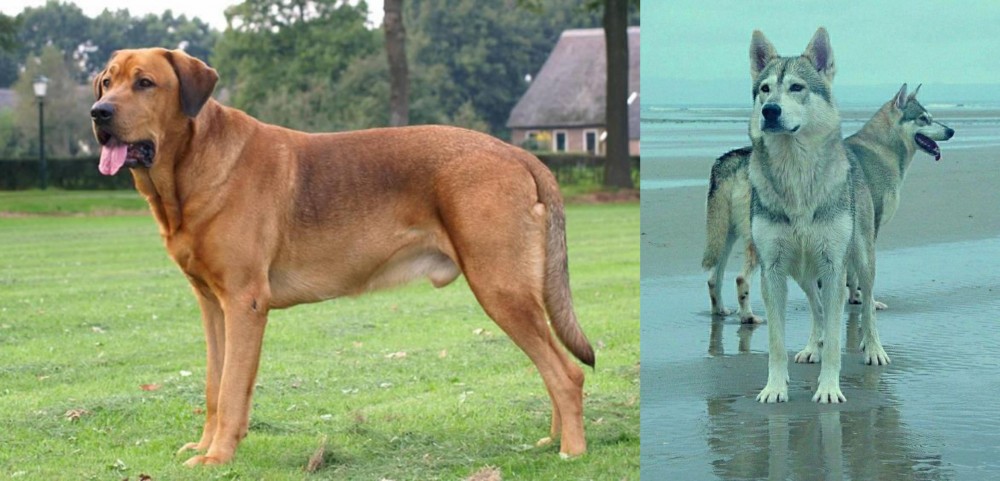 Northern Inuit Dog vs Broholmer - Breed Comparison