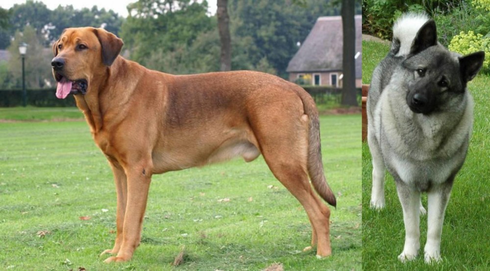 Norwegian Elkhound vs Broholmer - Breed Comparison