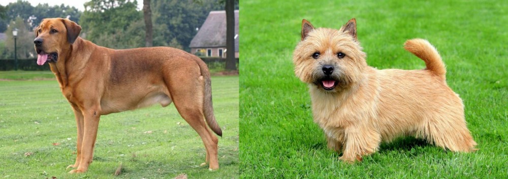 Norwich Terrier vs Broholmer - Breed Comparison