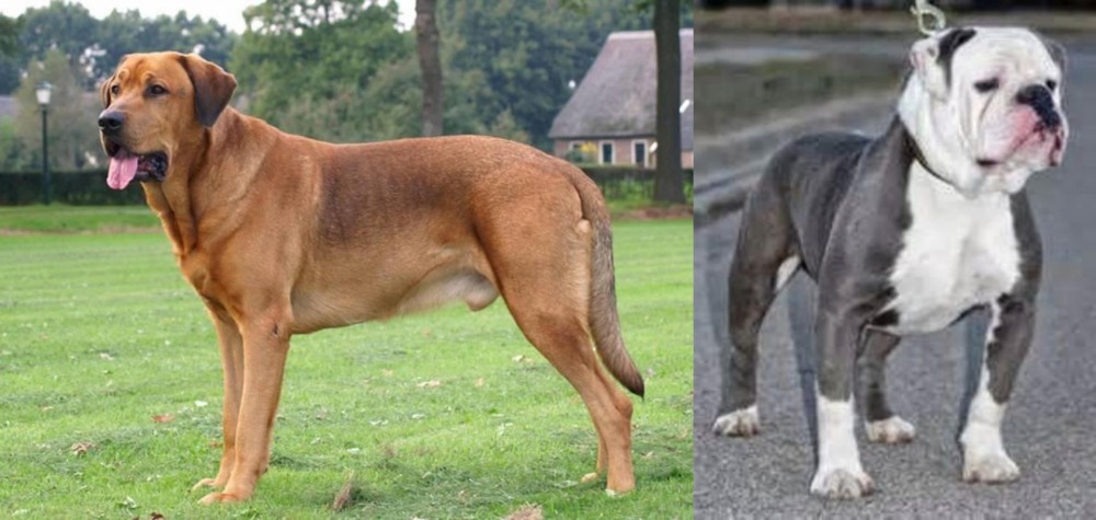 Old English Bulldog vs Broholmer - Breed Comparison