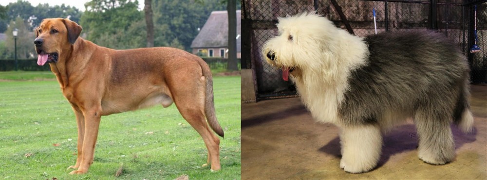 Old English Sheepdog vs Broholmer - Breed Comparison