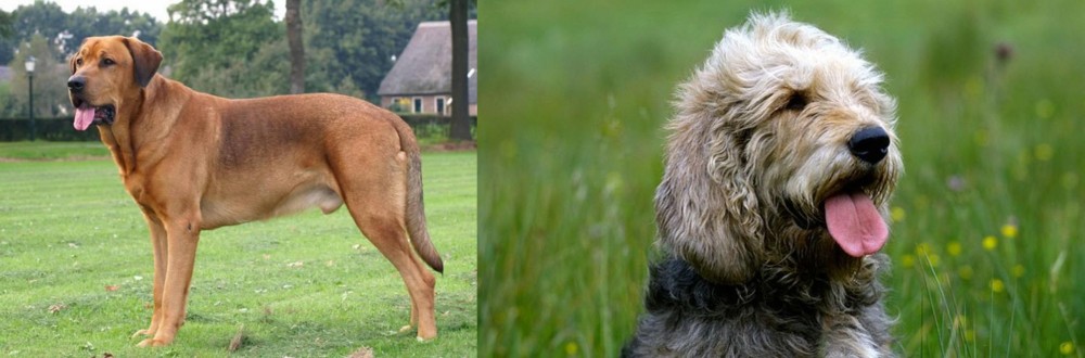 Otterhound vs Broholmer - Breed Comparison