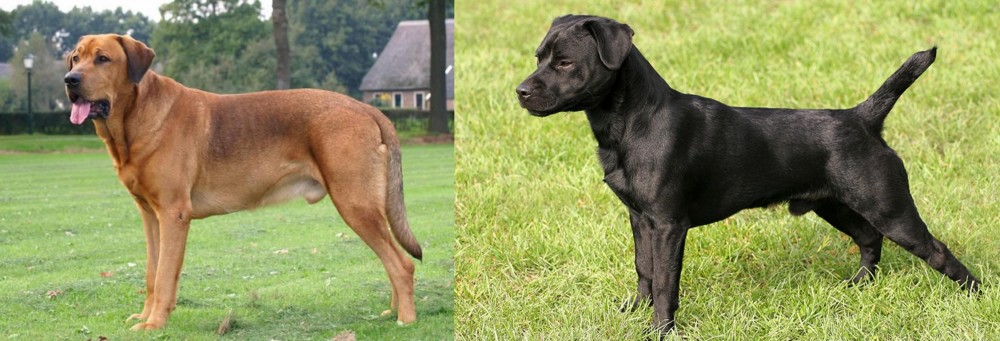 Patterdale Terrier vs Broholmer - Breed Comparison