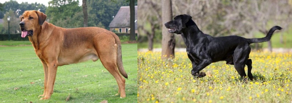 Perro de Pastor Mallorquin vs Broholmer - Breed Comparison