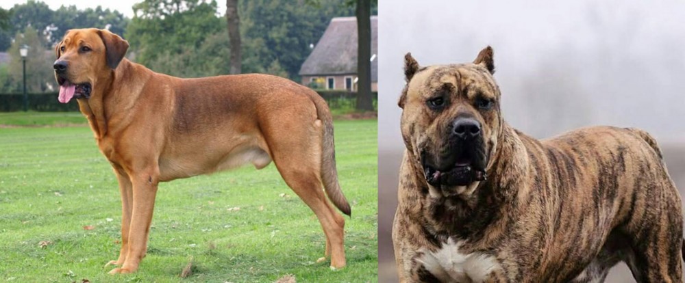 Perro de Presa Canario vs Broholmer - Breed Comparison