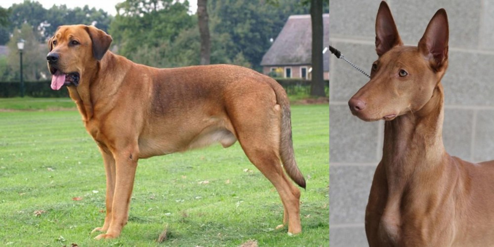 Pharaoh Hound vs Broholmer - Breed Comparison