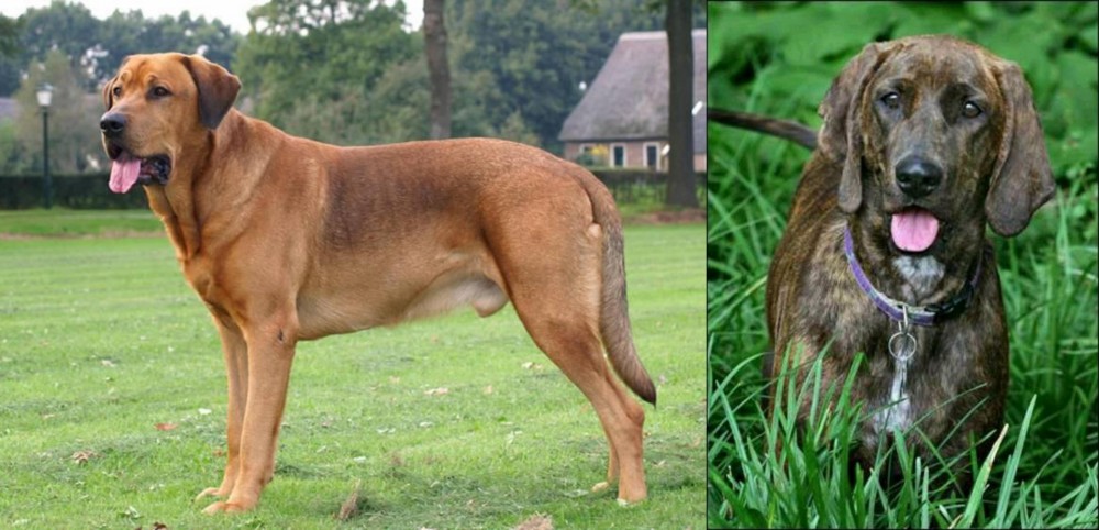 Plott Hound vs Broholmer - Breed Comparison