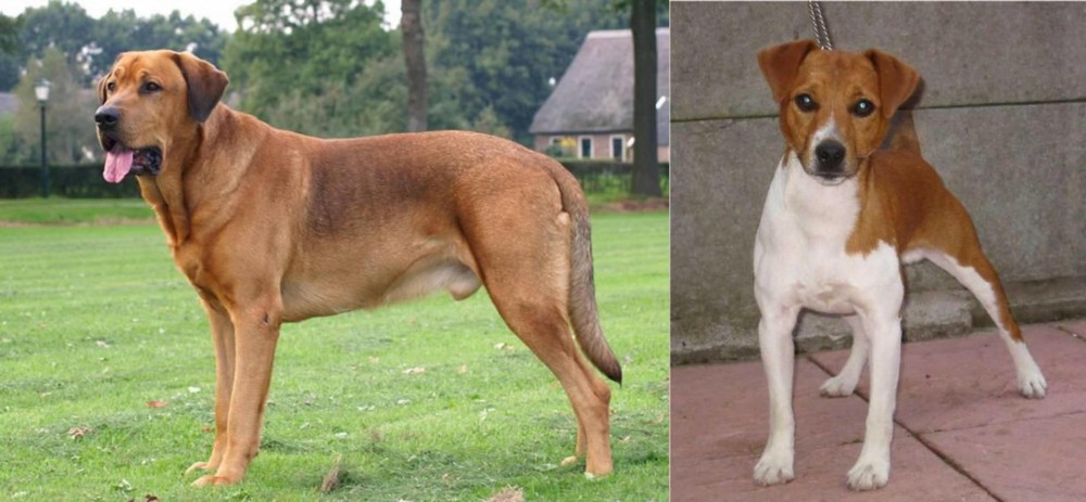 Plummer Terrier vs Broholmer - Breed Comparison