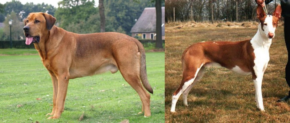 Podenco Canario vs Broholmer - Breed Comparison