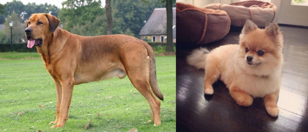 Pomeranian vs Broholmer - Breed Comparison