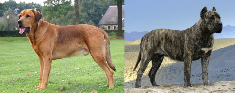 Presa Canario vs Broholmer - Breed Comparison