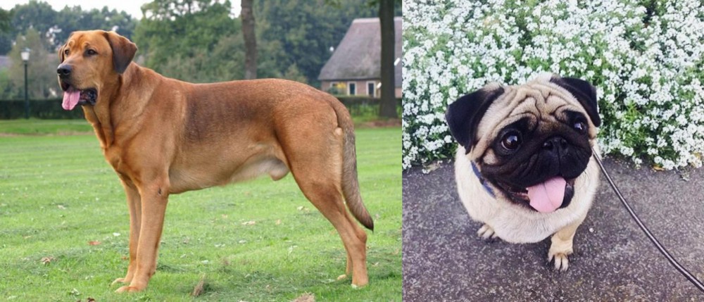 Pug vs Broholmer - Breed Comparison