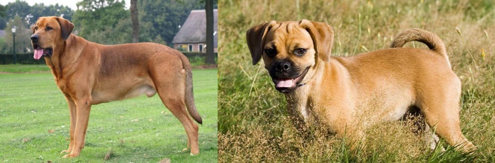 Puggle vs Broholmer - Breed Comparison