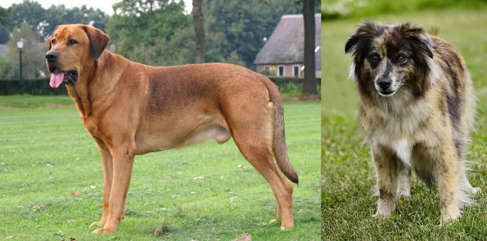 Pyrenean Shepherd vs Broholmer - Breed Comparison