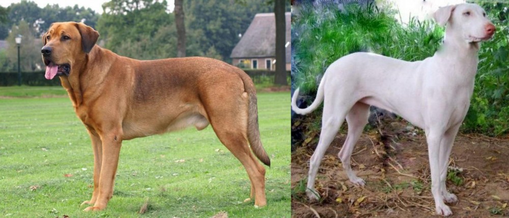 Rajapalayam vs Broholmer - Breed Comparison