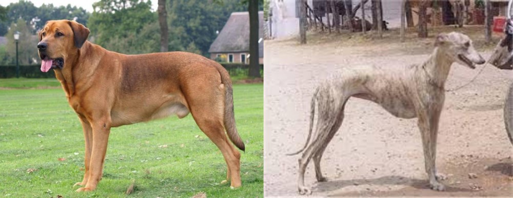 Rampur Greyhound vs Broholmer - Breed Comparison