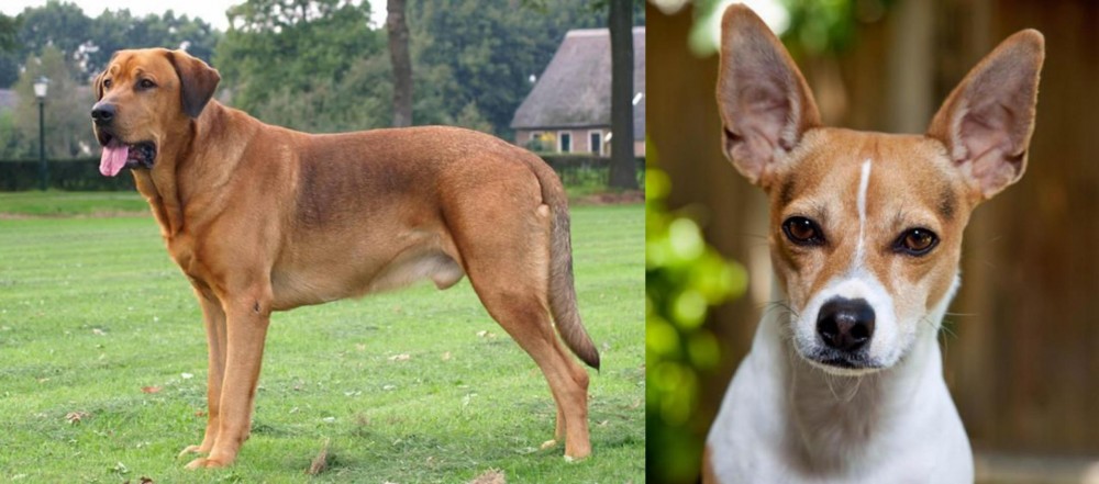 Rat Terrier vs Broholmer - Breed Comparison