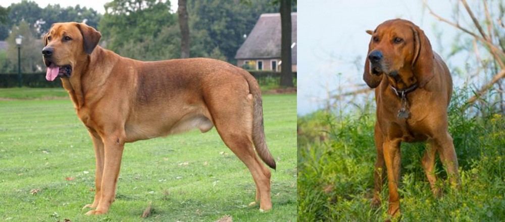 Redbone Coonhound vs Broholmer - Breed Comparison