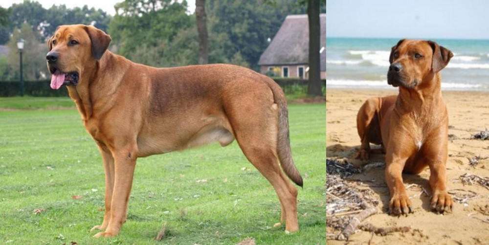 Rhodesian Ridgeback vs Broholmer - Breed Comparison