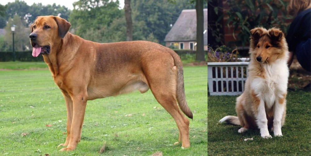 Rough Collie vs Broholmer - Breed Comparison