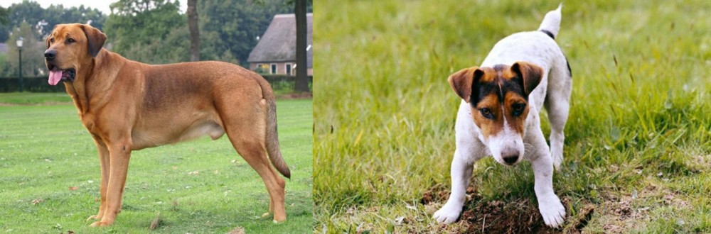 Russell Terrier vs Broholmer - Breed Comparison