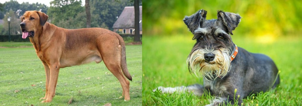 Schnauzer vs Broholmer - Breed Comparison