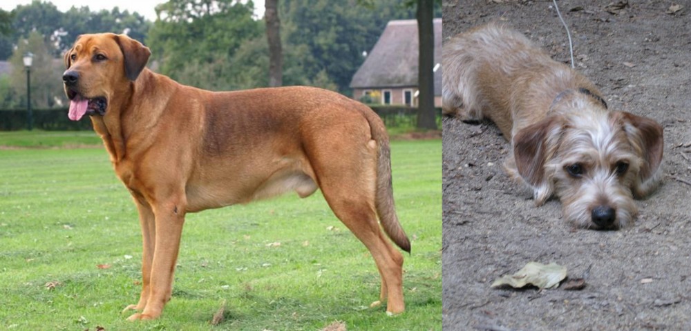 Schweenie vs Broholmer - Breed Comparison