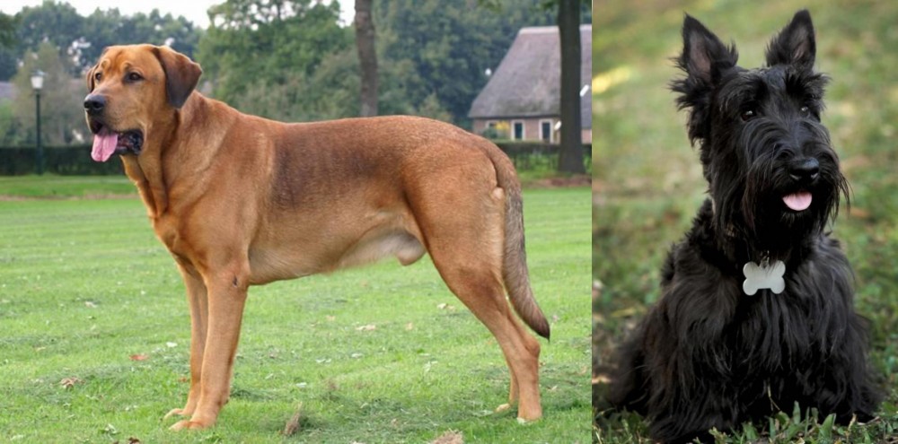 Scoland Terrier vs Broholmer - Breed Comparison