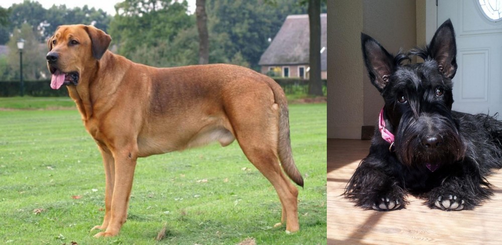 Scottish Terrier vs Broholmer - Breed Comparison