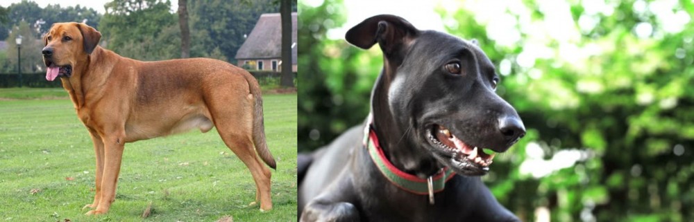 Shepard Labrador vs Broholmer - Breed Comparison