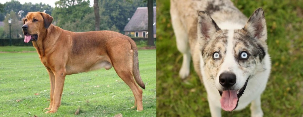 Shepherd Husky vs Broholmer - Breed Comparison