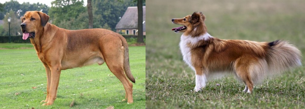 Shetland Sheepdog vs Broholmer - Breed Comparison